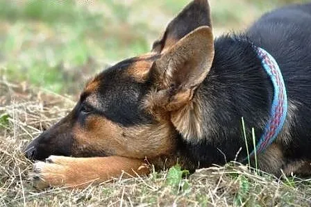 LIGA-Kochana, delikatna, wrażliwa młodziutka suczk