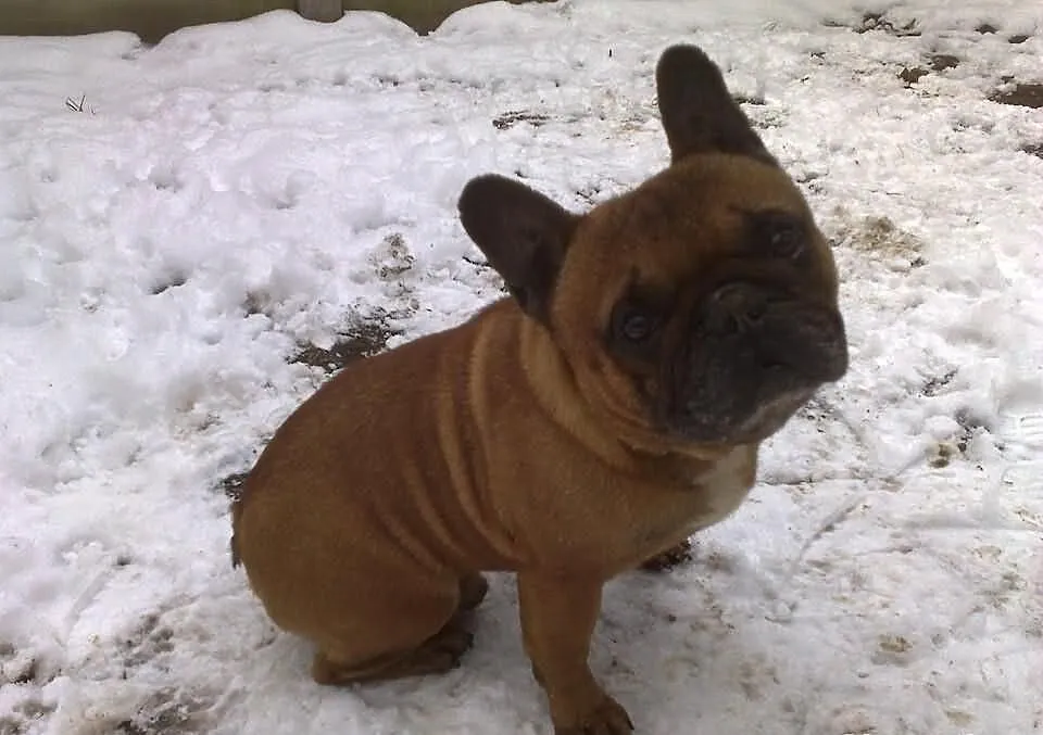 Sprzedam pięknego samca buldog francuski