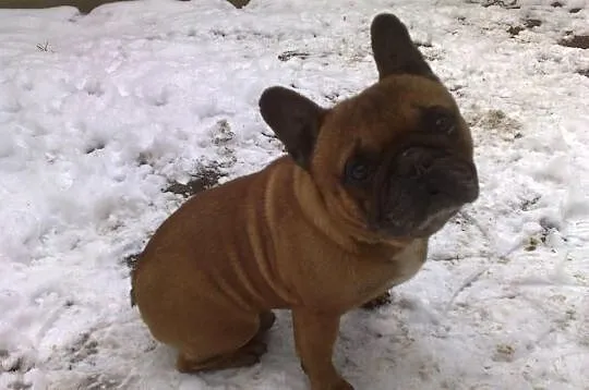 Sprzedam pięknego samca buldog francuski