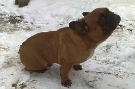 Sprzedam pięknego samca buldog francuski