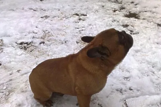 Sprzedam pięknego samca buldog francuski