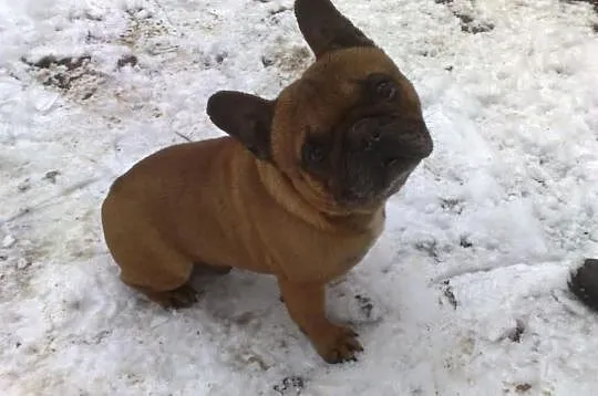 Sprzedam pięknego samca buldog francuski
