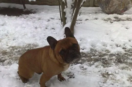 Sprzedam pięknego samca buldog francuski