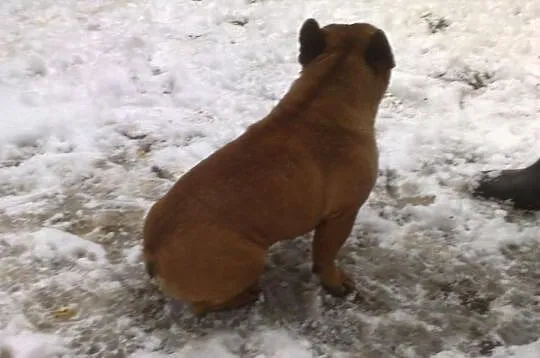 Sprzedam pięknego samca buldog francuski