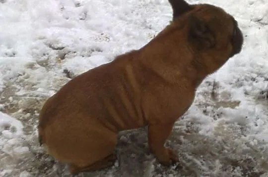 Sprzedam pięknego samca buldog francuski