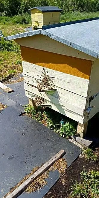 Sprzedam pszczoły , rójki , odkłady , rodziny z ulami, Lubelskie, Rudka Kozłowiecka