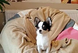 Chihuahua chłopiec długowłosy