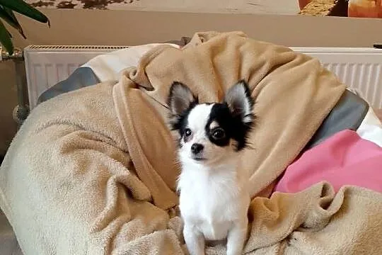 Chihuahua chłopiec długowłosy