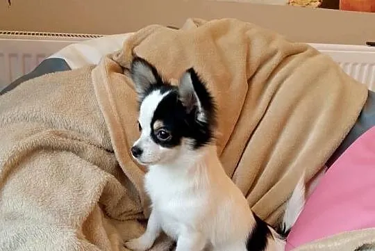 Chihuahua chłopiec długowłosy, Małopolskie, Szczucin