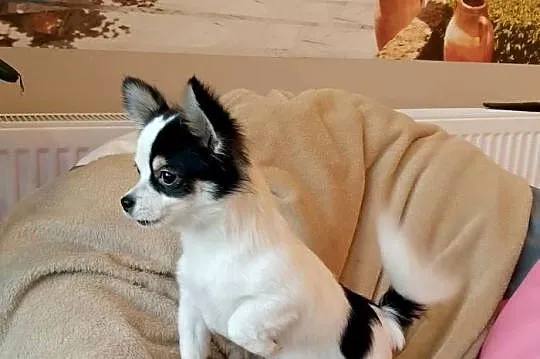 Chihuahua chłopiec długowłosy, Małopolskie, Szczucin