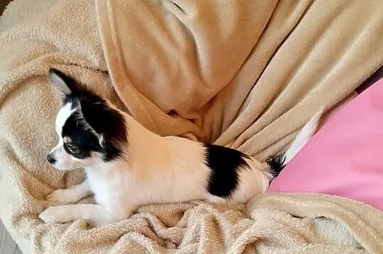 Chihuahua chłopiec długowłosy, Małopolskie, Szczucin