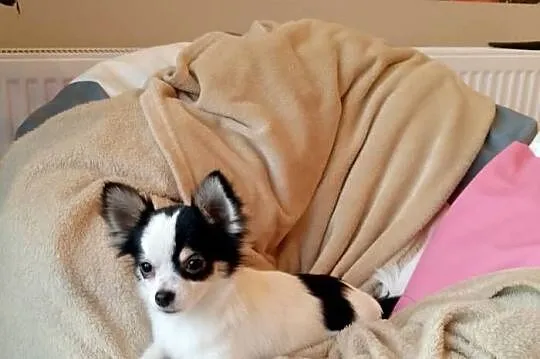 Chihuahua chłopiec długowłosy, Małopolskie, Szczucin