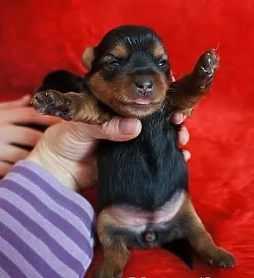 Yorkshire Terrier Yorki York ZKwP FCI suczka