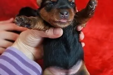 Yorkshire Terrier Yorki York ZKwP FCI suczka