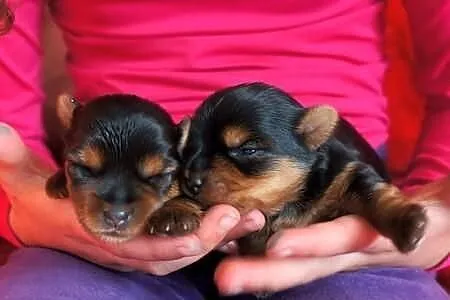 Yorkshire Terrier Yorki York ZKwP FCI suczka