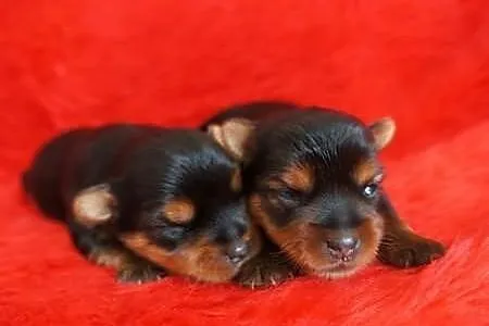 Yorkshire Terrier Yorki York ZKwP FCI suczka