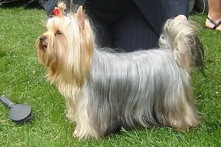 Yorkshire Terrier Yorki York ZKwP FCI suczka