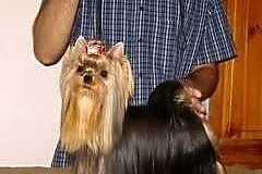 Yorkshire Terrier Yorki York ZKwP FCI suczka