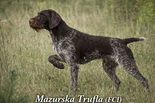 Wyżeł niemiecki szorstkowłosy, Warmińsko-mazurskie, Reszel
