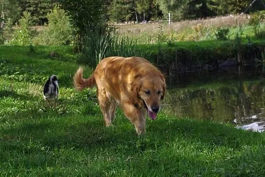 Radosny, przyjazny Hugo, bardzo grzeczny GOLDEN RE