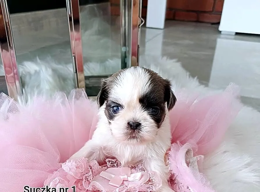 Shih-tzu śliczne, Wielkopolskie, Leszno