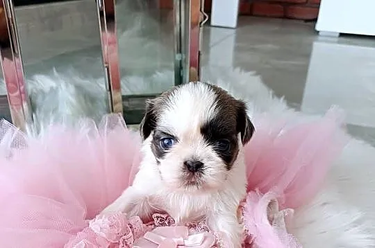 Shih-tzu śliczne, Wielkopolskie, Leszno