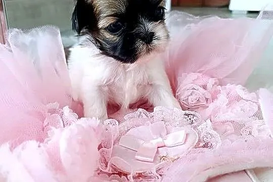 Shih-tzu śliczne, Wielkopolskie, Leszno