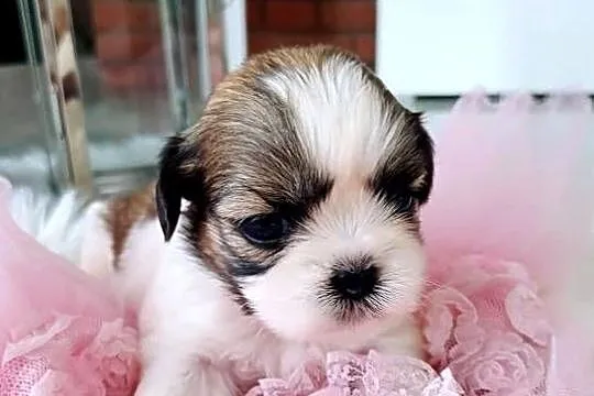 Shih-tzu śliczne, Wielkopolskie, Leszno