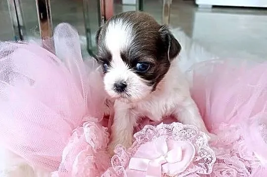 Shih-tzu śliczne, Wielkopolskie, Leszno