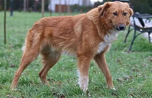 Ragnar - Kochający psiak czeka na kochającego Pana