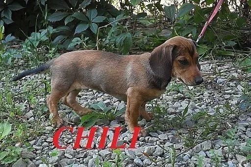 CHILI - wesoła rozrabiaka szuka domu, małopolskie Nowy Sącz