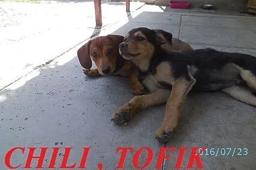 CHILI - wesoła rozrabiaka szuka domu,  małopolskie