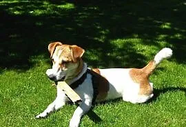 Jack Russell terrier - Reproduktor, Zawiercie