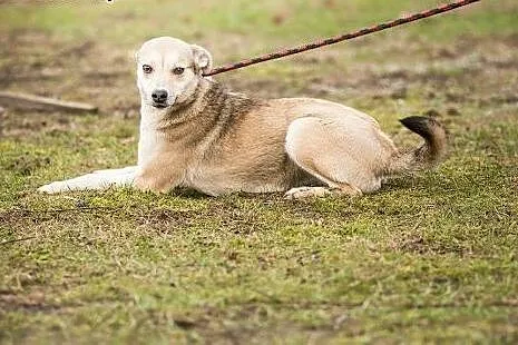 Młoda, kochana Alba, drobna suczka szuka domu,  Ku