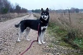 NUGAT- młody, aktywny pies mix owczarka do adopcji, Kraków