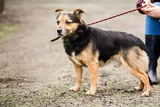 Maniek, nakolankowy, grzeczny psiaczek szuka domu!