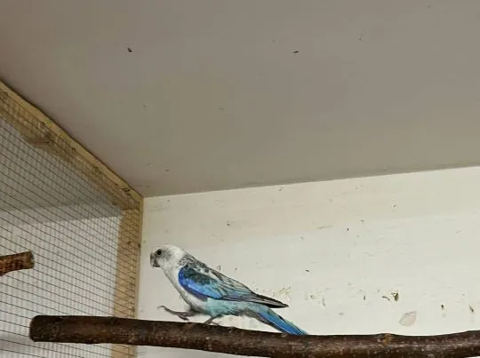Sprzedam rozella białolica niebieski pastel samiec, Podkarpackie, Przeworsk