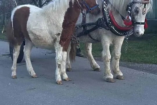 Klacz Kucyk z Źrebiczka