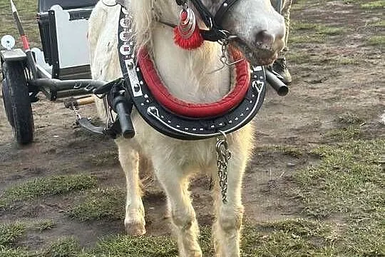 Klacz Kucyk z Źrebiczka, Podkarpackie, Biały Bór