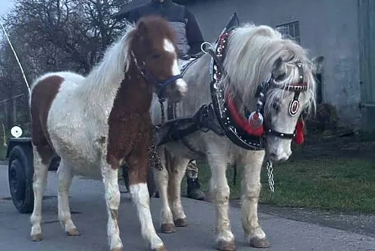 Klacz Kucyk z Źrebiczka, Podkarpackie, Biały Bór