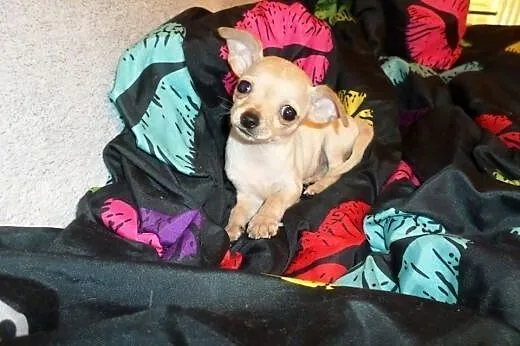 Chihuahua miniaturka , miniaturowa suczka i piesek
