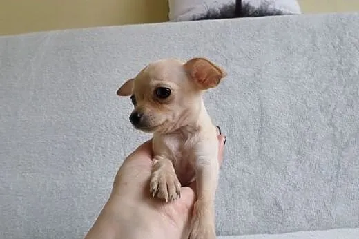 Chihuahua miniaturka , miniaturowa suczka i piesek