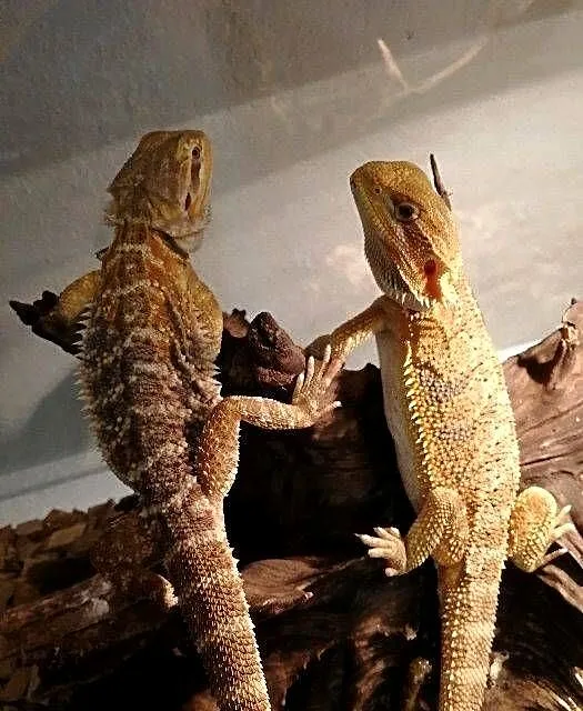 Agama Brodata, Śląskie, Bytom