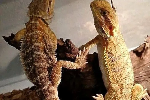 Agama Brodata, Śląskie, Bytom