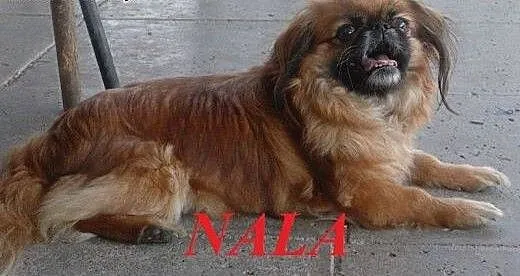 NALA - malutka pekinka szuka kochającego domu., m