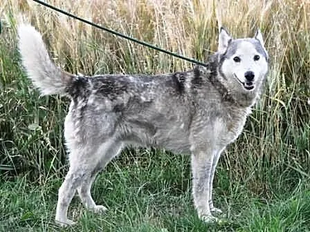 Dorotka spokojna, grzeczna suczka siberian husky