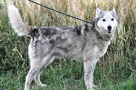 Dorotka spokojna, grzeczna suczka siberian husky
