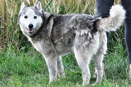 Dorotka spokojna, grzeczna suczka siberian husky