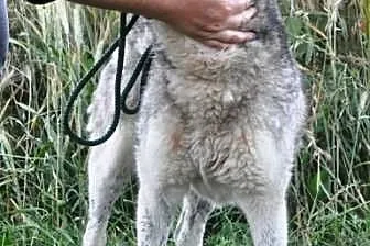 Dorotka spokojna, grzeczna suczka siberian husky