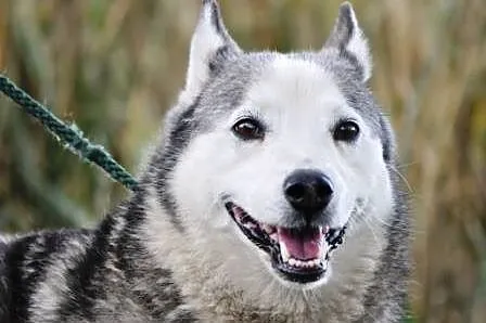 Dorotka spokojna, grzeczna suczka siberian husky